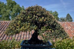 Read more about the article Creating a Zen Garden-Feng Shui Energy Ornaments for Outdoor Spaces