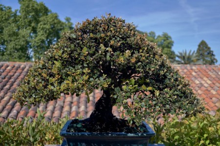 You are currently viewing Creating a Zen Garden-Feng Shui Energy Ornaments for Outdoor Spaces