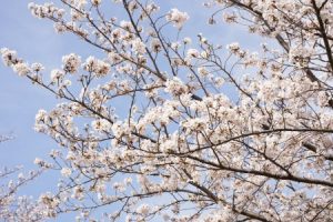 Read more about the article Creating a Zen Garden-Using Feng Shui Ornaments for Peace and Serenity