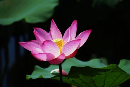 You are currently viewing Creating a Zen Garden with Feng Shui Ornaments-Tips and Ideas