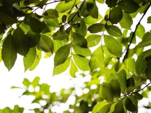 Read more about the article Creating Balance-The Role of Feng Shui Energy Ornaments in Your Life