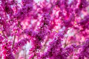Read more about the article Creating Harmony-Best Feng Shui Ornaments for Couples in the US