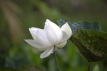 You are currently viewing Designing a Zen Garden-Feng Shui Elements to Enhance Outdoor Spaces