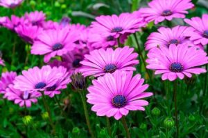 Read more about the article Discover the Power of Feng Shui Ornaments in Your Garden