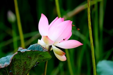 You are currently viewing Elevate Your Garden-Feng Shui Elements for Outdoor Harmony