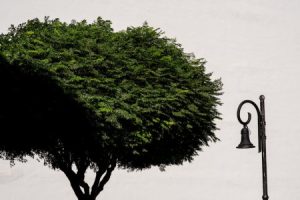 Read more about the article Elevate Your Garden-Feng Shui Elements to Enhance Outdoor Spaces