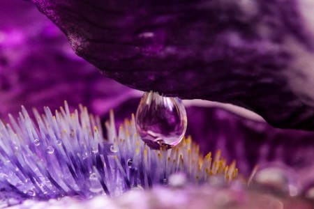 You are currently viewing Elevate Your Garden-Feng Shui Elements to Promote Growth and Vitality
