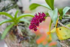 Read more about the article Elevate Your Garden-Feng Shui Ornaments for Outdoor Harmony