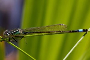 Read more about the article Elevate Your Garden-Feng Shui Ornaments for Outdoor Serenity and Balance
