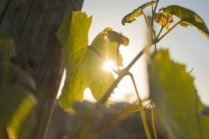 Read more about the article Elevate Your Garden-Feng Shui Ornaments for Positive Outdoor Energy