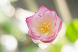 Read more about the article Elevate Your Meditation Practice-Feng Shui Ornaments for Spiritual Growth