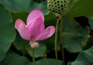 Read more about the article Elevate Your Meditation Space-Essential Feng Shui Ornaments for Spiritual Growth