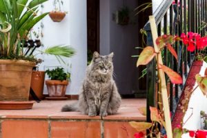 Read more about the article Elevate Your Outdoor Space-Feng Shui Energy Decor for Gardens and Patios