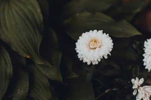 Read more about the article Elevate Your Outdoor Space-Feng Shui Garden Ornaments for Serenity