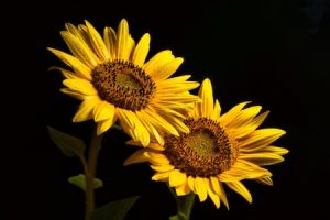 Read more about the article Elevate Your Outdoor Space-Feng Shui Tips for Garden Energy Enhancement