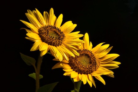 You are currently viewing Elevate Your Outdoor Space-Feng Shui Tips for Garden Energy Enhancement