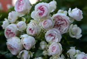 Read more about the article Enhance Your Garden-Feng Shui Decorations for Outdoor Serenity