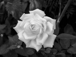 Read more about the article Enhance Your Garden-Feng Shui Ornaments for Outdoor Serenity