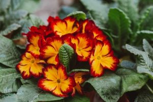 Read more about the article Enhance Your Garden with Feng Shui Energy Ornaments for Abundance
