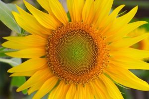 Read more about the article Enhance Your Garden with Feng Shui Ornaments for Positive Energy Flow