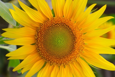 You are currently viewing Enhance Your Garden with Feng Shui Ornaments for Positive Energy Flow
