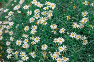 Read more about the article Enhance Your Garden with Feng Shui Ornaments for Prosperity and Growth