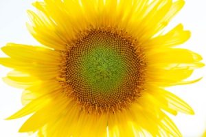 Read more about the article Enhance Your Garden’s Energy with Feng Shui Ornaments