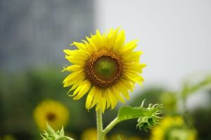 Read more about the article Enhance Your Garden’s Energy with These Feng Shui Outdoor Ornaments