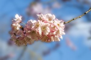 Read more about the article Enhance Your Garden\’s Vibe-Feng Shui Ornaments for Outdoor Serenity