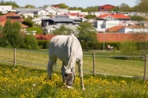 Read more about the article Enhance Your Home\’s Energy Flow-Top Feng Shui Ornaments for European Homes