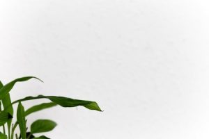 Read more about the article Enhance Your Home’s Energy-Top Feng Shui Ornaments for a Harmonious Space