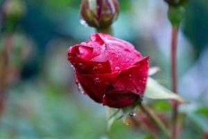 Read more about the article Enhance Your Love Life-The Best Feng Shui Ornaments for Romance
