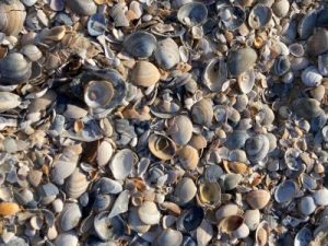 Read more about the article Enhance Your Wealth-Feng Shui Ornaments to Attract Abundance in Your Life