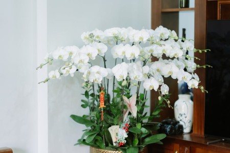 You are currently viewing Essential Feng Shui Ornaments for Improving Family Harmony