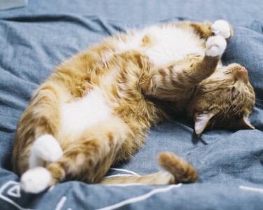 You are currently viewing Feng Shui Crystals-How to Use Them for Better Sleep and Relaxation