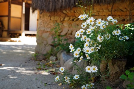 You are currently viewing Feng Shui Decor Tips-Create a Harmonious Environment in Your Home