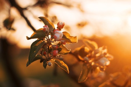 You are currently viewing Feng Shui Energy Ornaments for Abundance-Attracting Wealth into Your Life