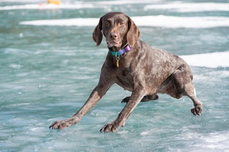 Read more about the article Feng Shui Energy Ornaments for Pet Owners-Creating a Balanced Space
