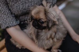 Read more about the article Feng Shui for Pet Owners-Ornaments That Promote Health and Happiness for Your Furry Friends