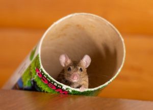 Read more about the article Feng Shui for Pet Owners-Ornaments to Create a Balanced Home Environment