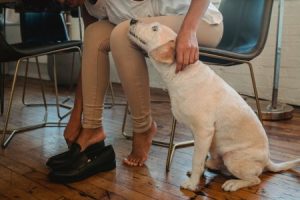 Read more about the article Feng Shui for Pet Owners-Ornaments to Promote Harmony in Your Home