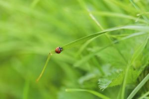 Read more about the article Feng Shui for Small Spaces-Essential Ornaments for Balance and Harmony
