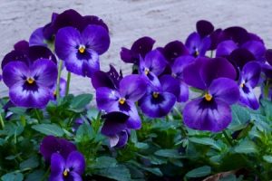 Read more about the article Feng Shui for Wealth-Top Ornaments to Attract Abundance