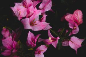 Read more about the article Feng Shui Ornaments for a Harmonious Living Environment