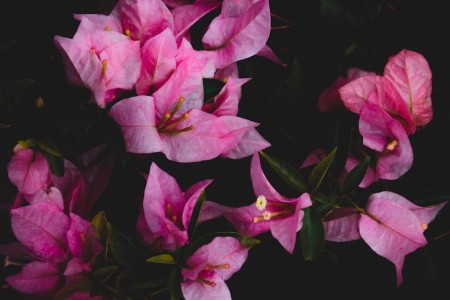 You are currently viewing Feng Shui Ornaments for a Harmonious Living Environment