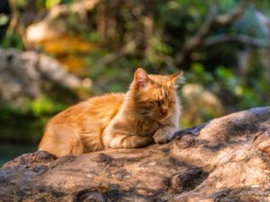 Read more about the article Feng Shui Ornaments for Better Sleep-How to Create a Restful Environment