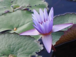 Read more about the article Feng Shui Ornaments for Outdoor Spaces-Creating a Harmonious Garden