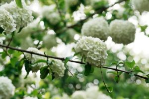 Read more about the article Feng Shui Ornaments for Seasonal Changes-Keeping Energy Fresh