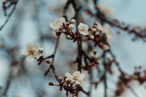 Read more about the article Feng Shui Ornaments for Seasonal Decor-Aligning with Nature\’s Cycles