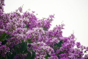 Read more about the article Feng Shui Ornaments for Wealth-How to Attract Abundance into Your Life